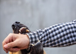 ¿Por Qué Elegir a Carrion Accident & Injury Attorneys, PLLC Tras una Mordedura de Perro en Queens, Nueva York?