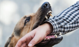 ¿Por Qué Elegir a Carrion Accident & Injury Attorneys, PLLC para Gestionar tu Caso de Mordedura de Perro en Long Island, Nueva York?