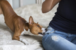 Can I Still Recover Compensation If I’m Being Blamed for a Dog Bite in New York?