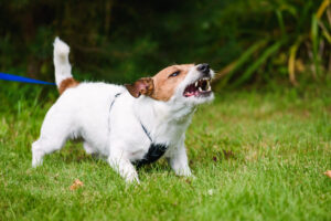 We Represent Clients With All Types of Dog Bite Injuries