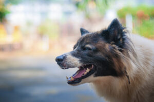 Who Can Be Held Liable for a Dog Bite in Queens, NY?